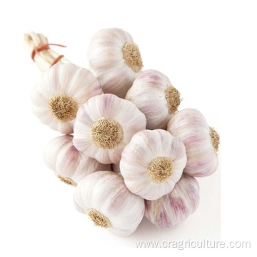 Fresh Chesnok Red Garlic For Export